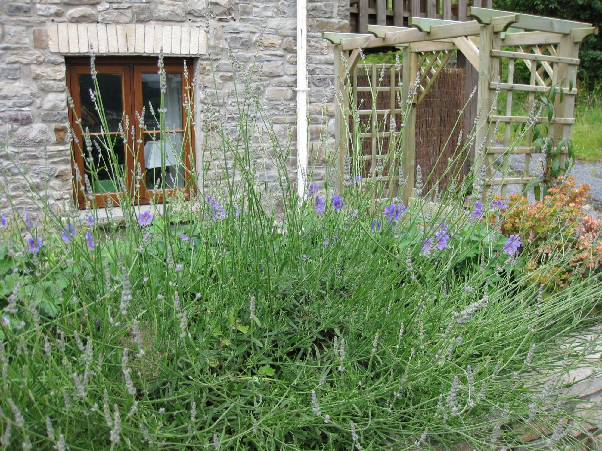 Tunnel Cottages At Blaen-Nant-Y-Groes Farm Aberdare Rum bild